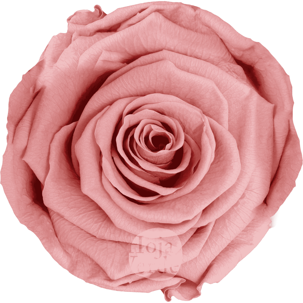 Dusty Pink by Hoja Verde, Ecuadorian Preserved & Tinted Rose in dusty pink