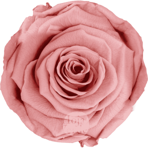 Dusty Pink by Hoja Verde, Ecuadorian Preserved & Tinted Rose in dusty pink