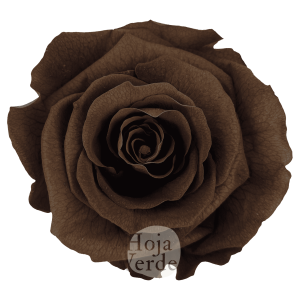 Ebony by Hoja Verde, Ecuadorian Preserved & Tinted Rose in rich coffee brown