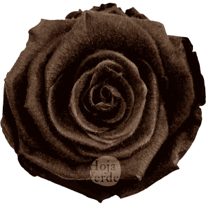 Teddy Ebony preserved rose, vibrant purple tone with velvety, fluffy texture by Hoja Verde.