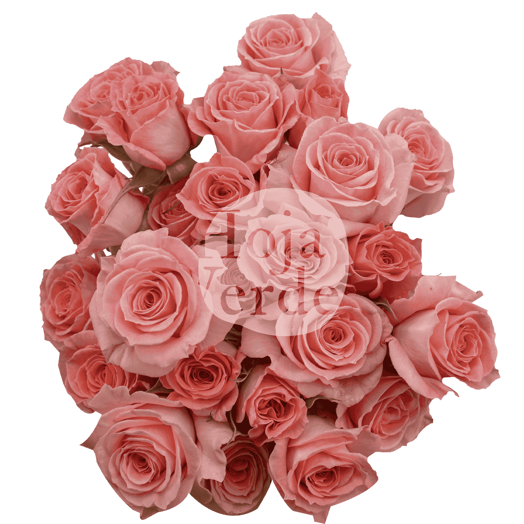 Elegant Rosever soft pink premium Ecuadorian spray rose by Hoja Verde