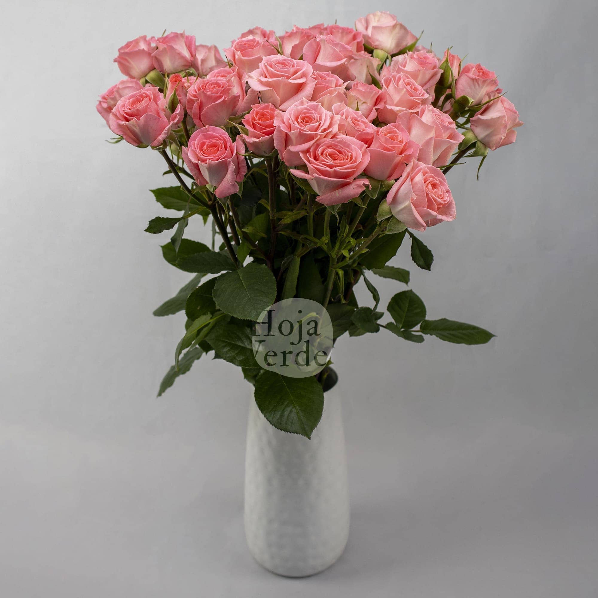 Elegant Rosever soft pink premium Ecuadorian spray rose by Hoja Verde