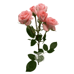 Elegant Rosever soft pink premium Ecuadorian spray rose by Hoja Verde