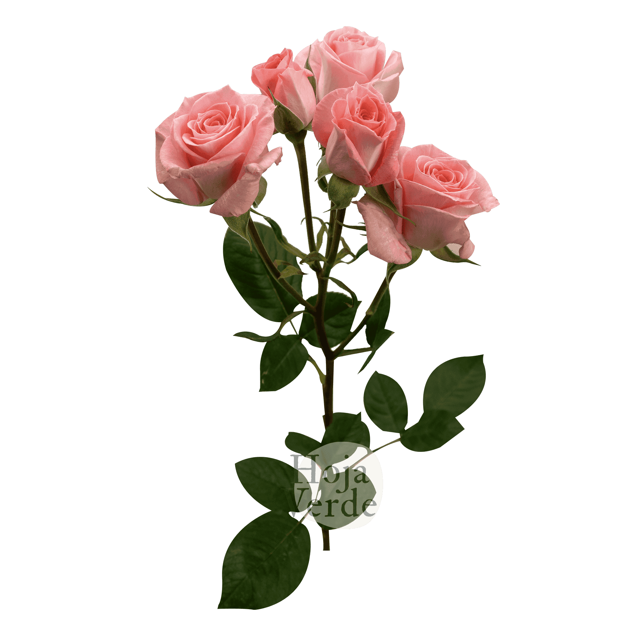 Elegant Rosever soft pink premium Ecuadorian spray rose by Hoja Verde
