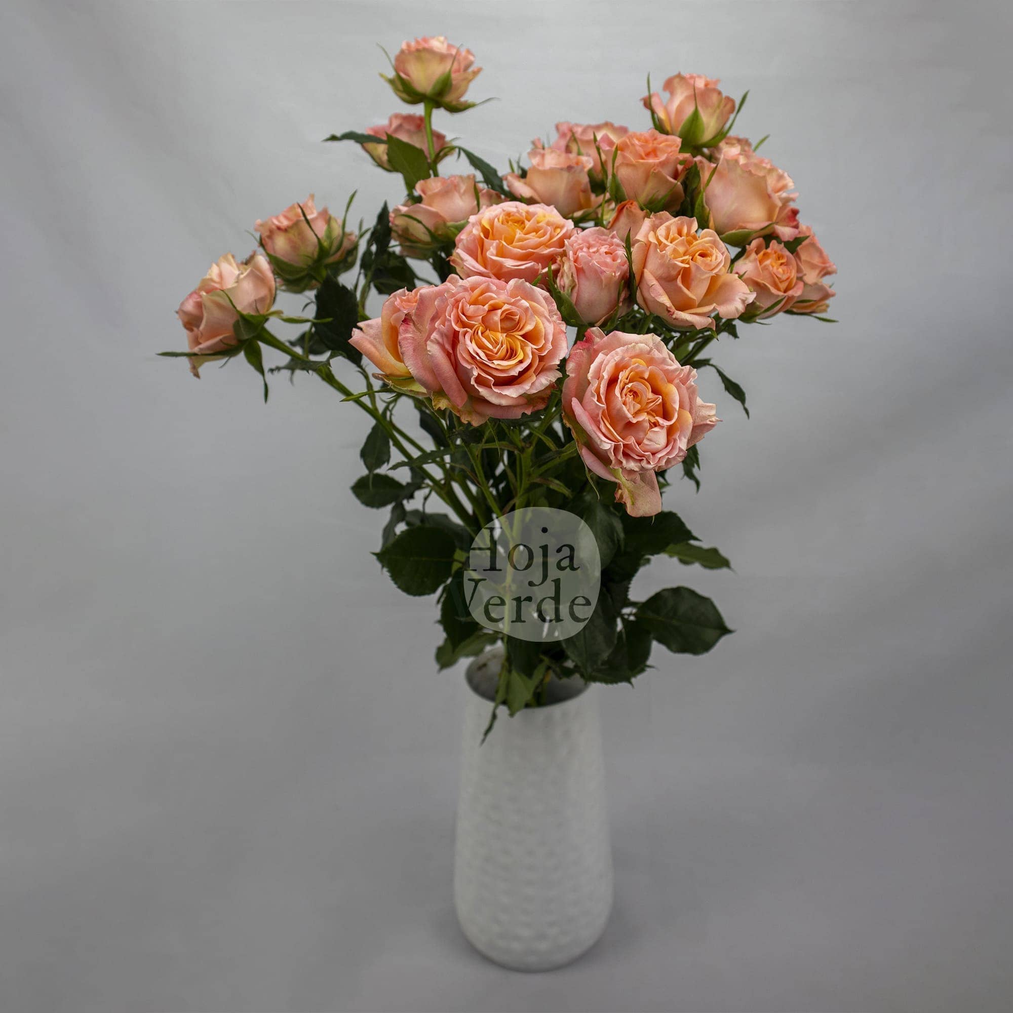 Fibonacci Aureus by Hoja Verde is a peach Ecuadorian spray rose