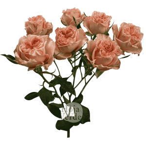 Fibonacci Aureus by Hoja Verde is a peach Ecuadorian spray rose