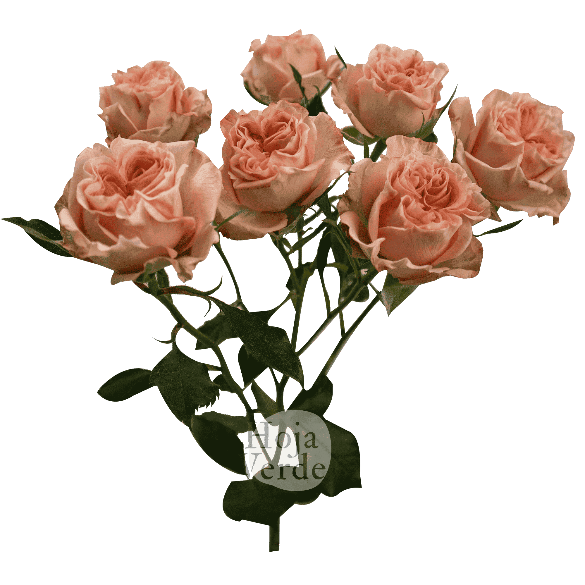 Fibonacci Aureus by Hoja Verde is a peach Ecuadorian spray rose
