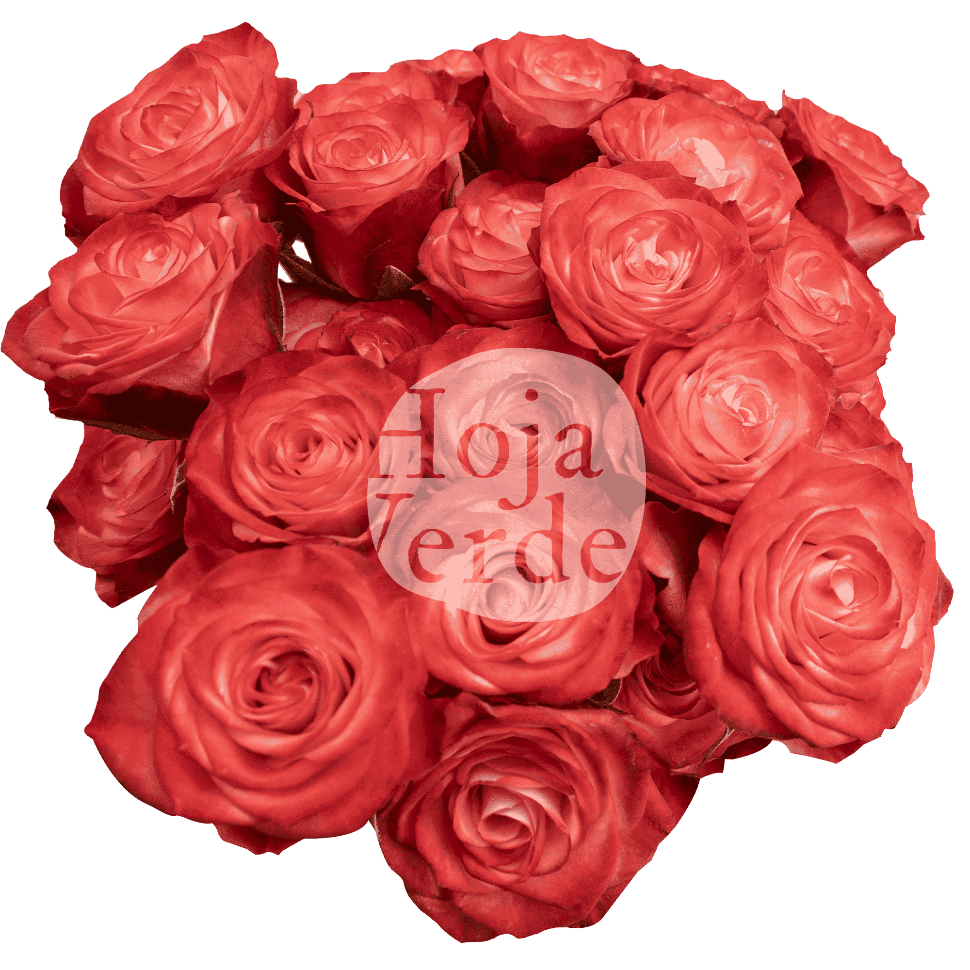 Fibonacci Spiral premium Ecuadorian bicolor red and pink spray rose by Hoja Verde