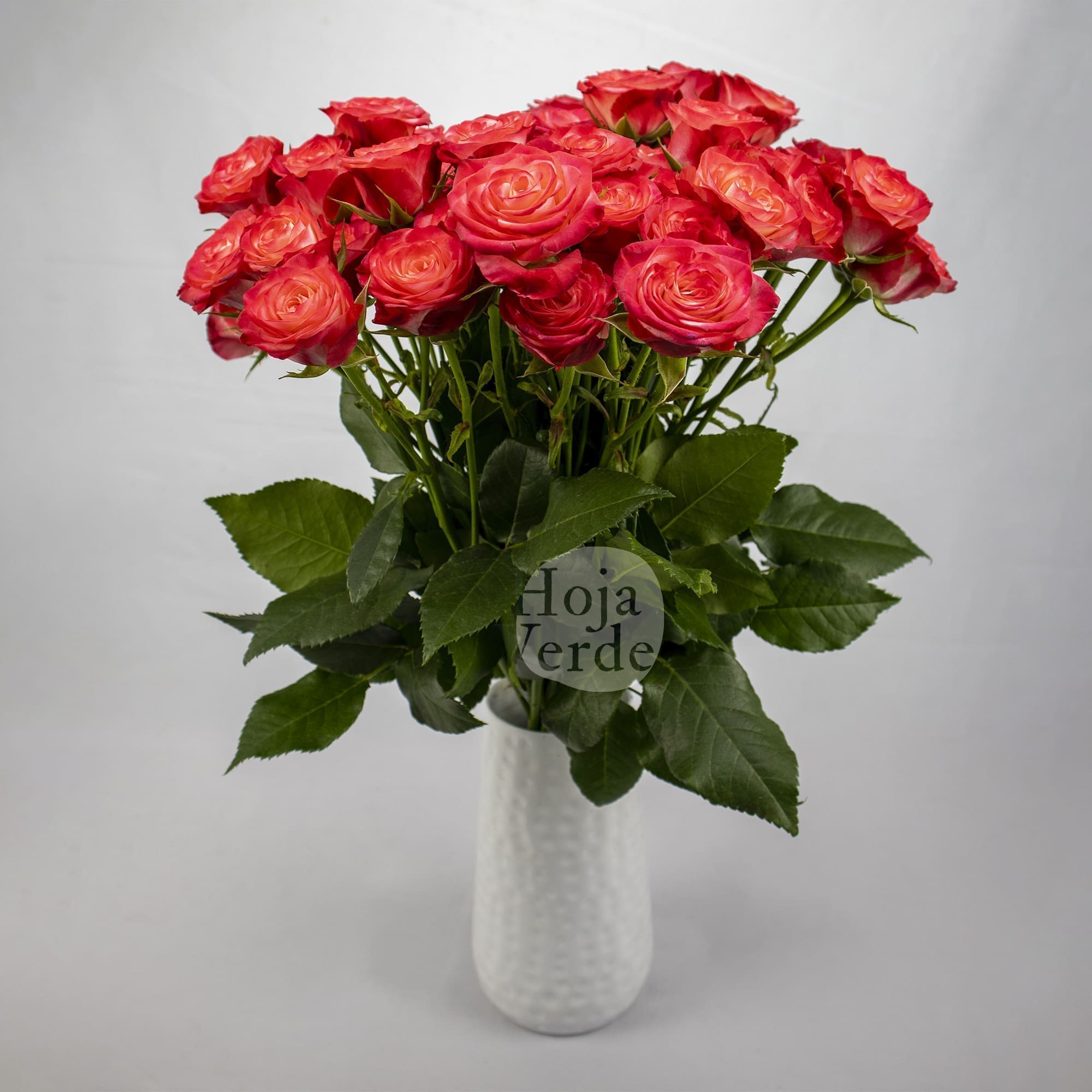 Fibonacci Spiral premium Ecuadorian bicolor red and pink spray rose by Hoja Verde