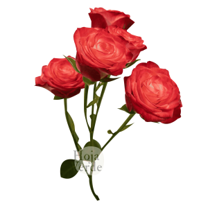Fibonacci Spiral premium Ecuadorian bicolor red and pink spray rose by Hoja Verde