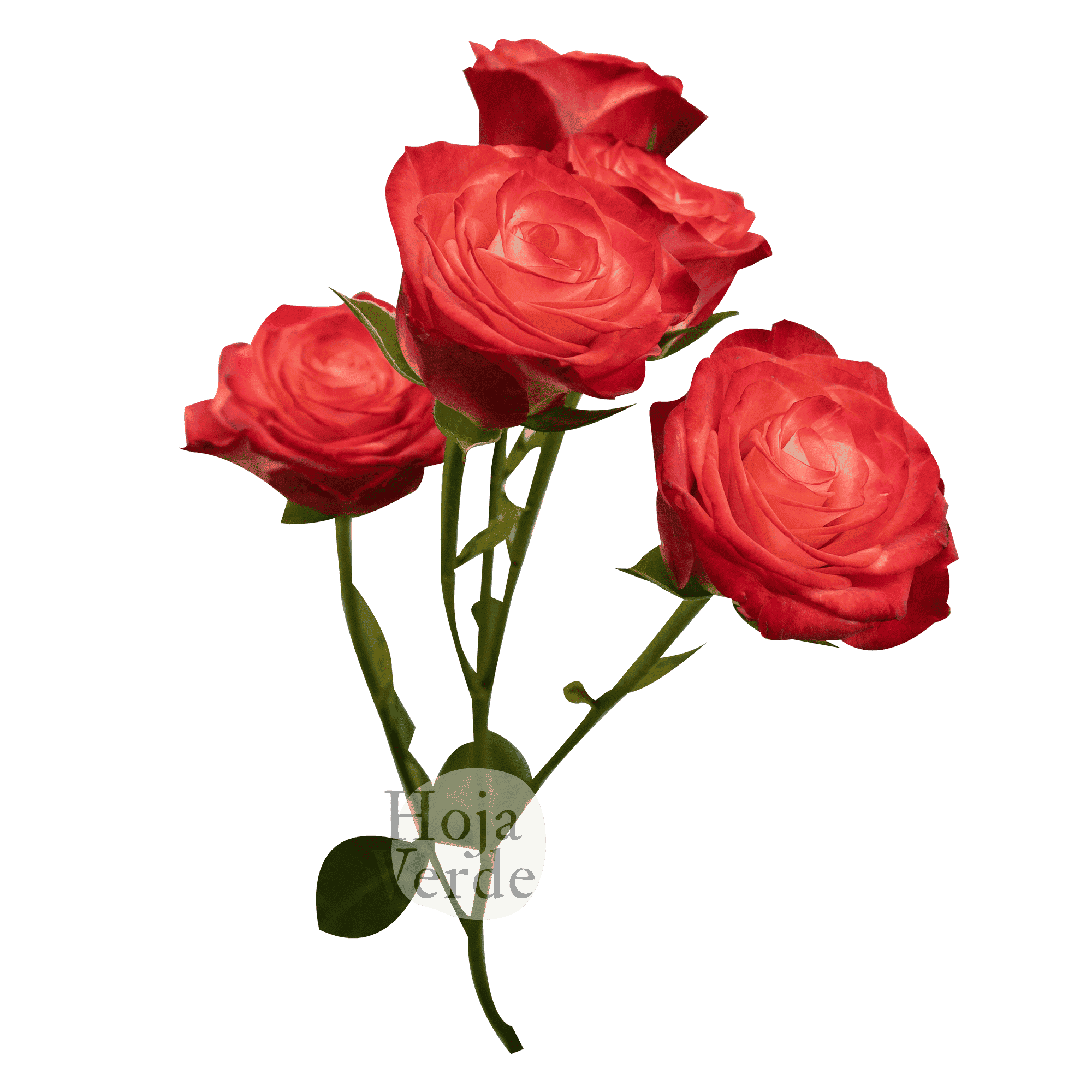 Fibonacci Spiral premium Ecuadorian bicolor red and pink spray rose by Hoja Verde