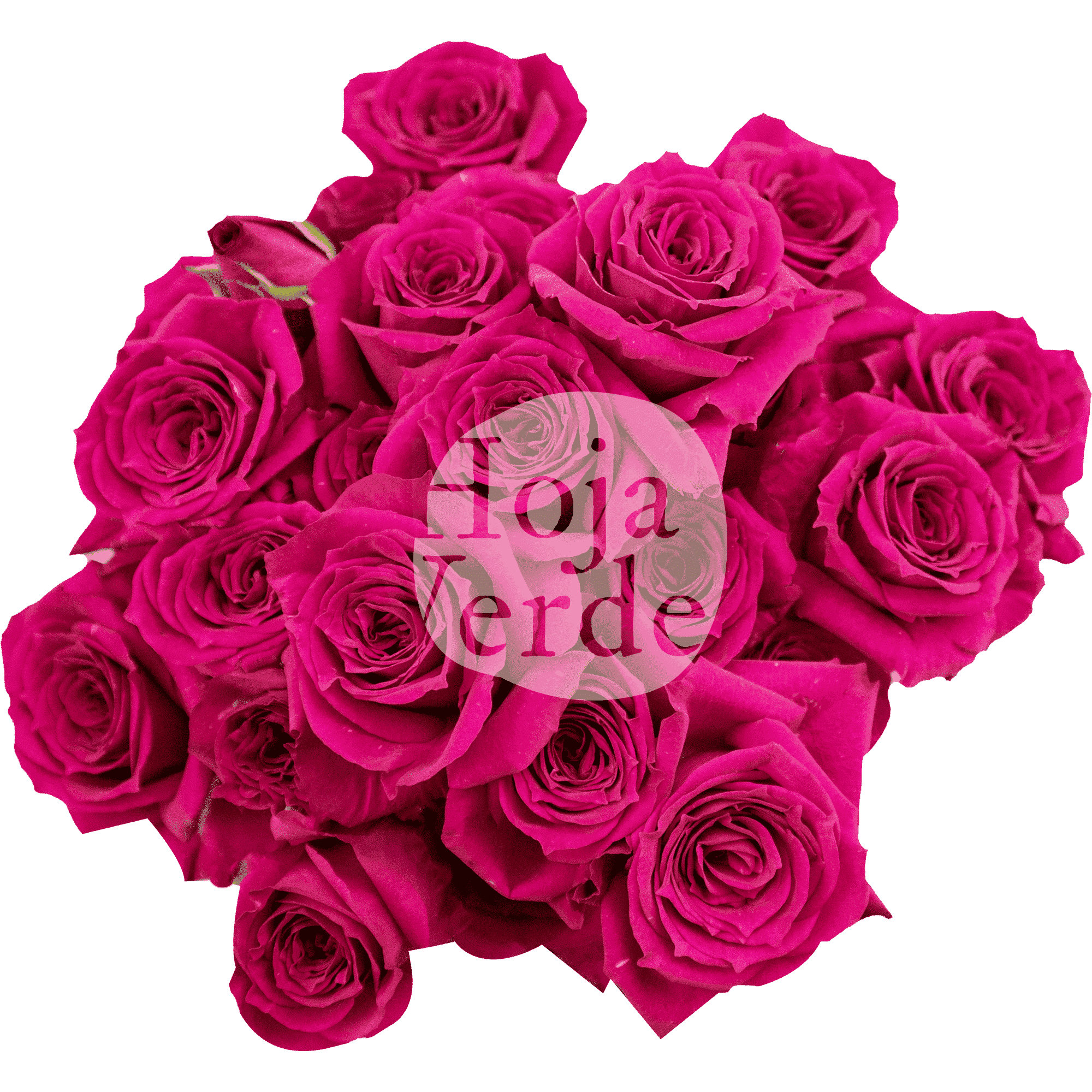 Fire Up premium Ecuadorian vivid hot pink spray rose by Hoja Verde