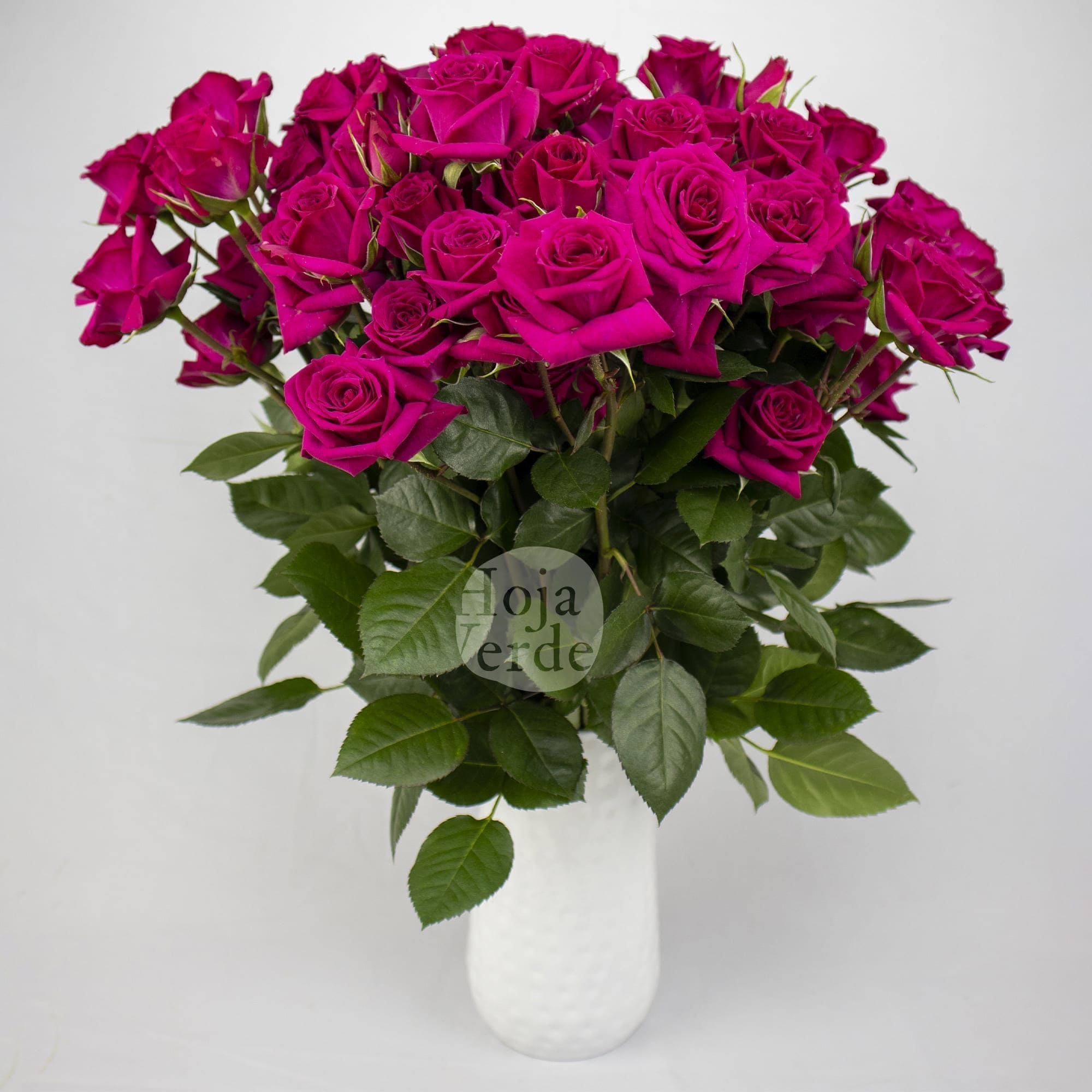 Fire Up premium Ecuadorian vivid hot pink spray rose by Hoja Verde