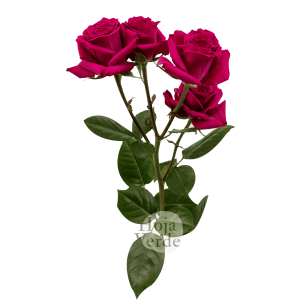 Fire Up premium Ecuadorian vivid hot pink spray rose by Hoja Verde