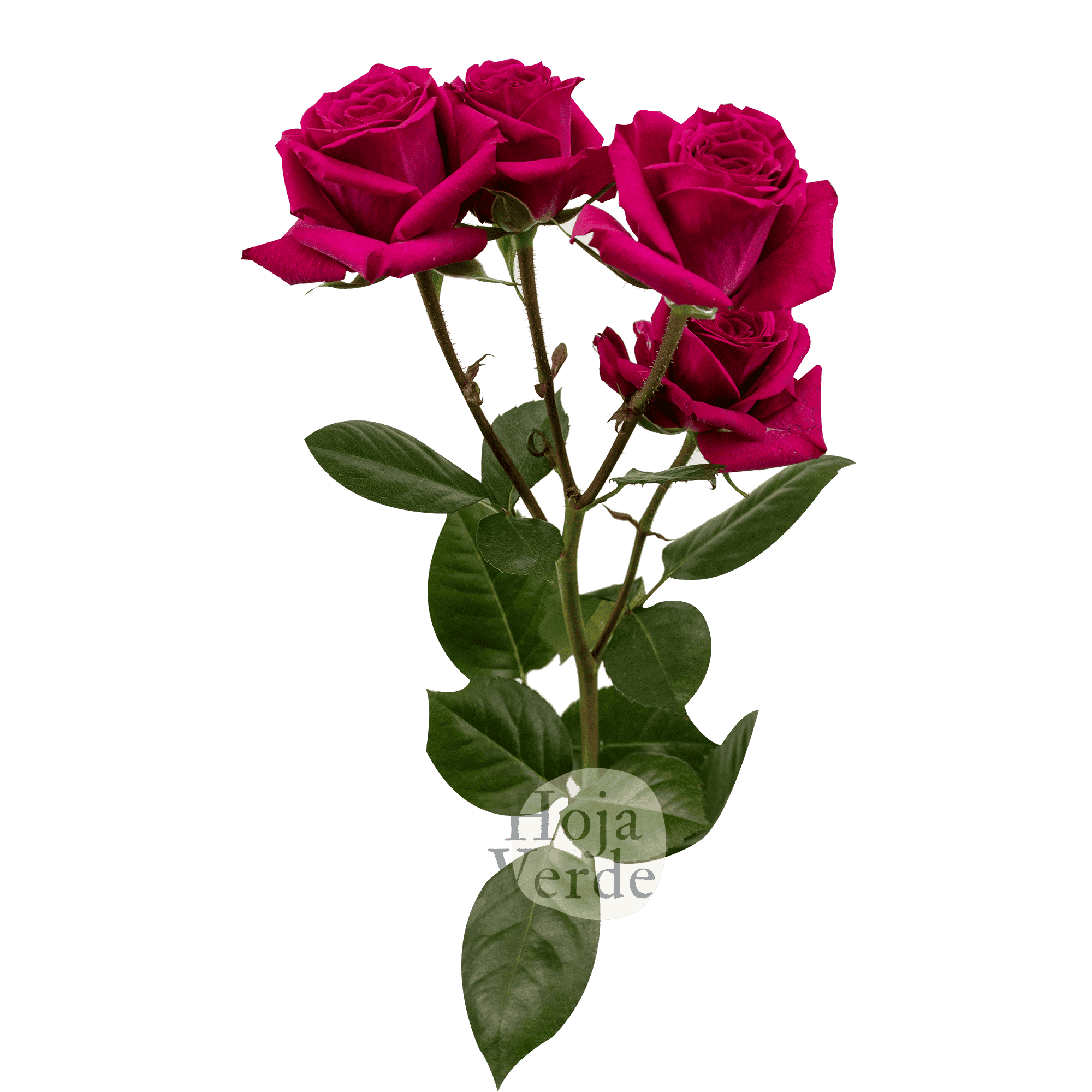 Fire Up premium Ecuadorian vivid hot pink spray rose by Hoja Verde