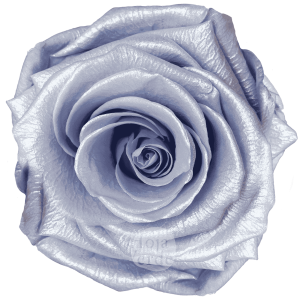Discover Floral Lavender Glow by Hoja Verde, preserved Ecuadorian rose in soft floral lavender pastel