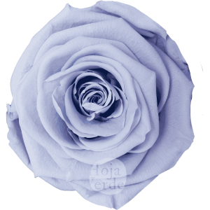 Floral Lavender by Hoja Verde, Ecuadorian Preserved & Tinted Rose in pastel lavender