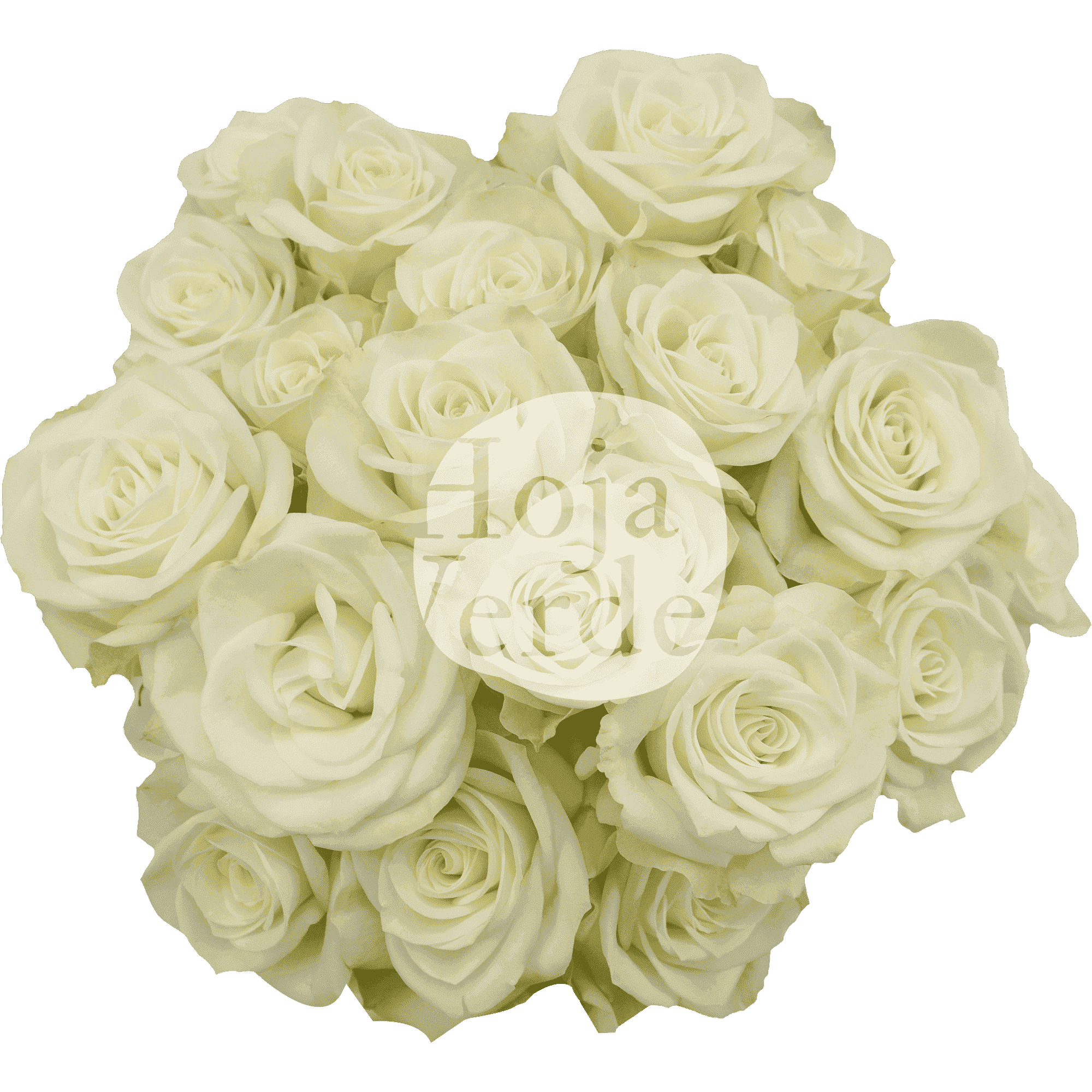 Floreana, premium Ecuadorian pure white tone spray rose by Hoja Verde