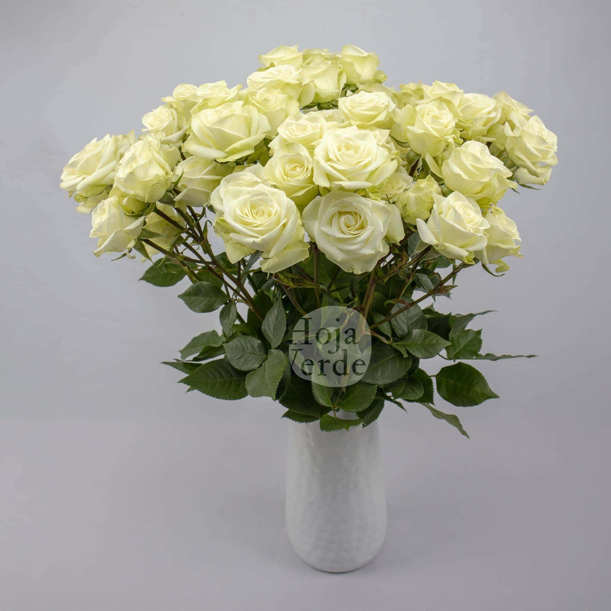 Floreana, premium Ecuadorian pure white tone spray rose by Hoja Verde