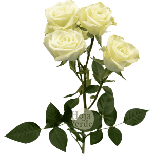 Floreana, premium Ecuadorian pure white tone spray rose by Hoja Verde