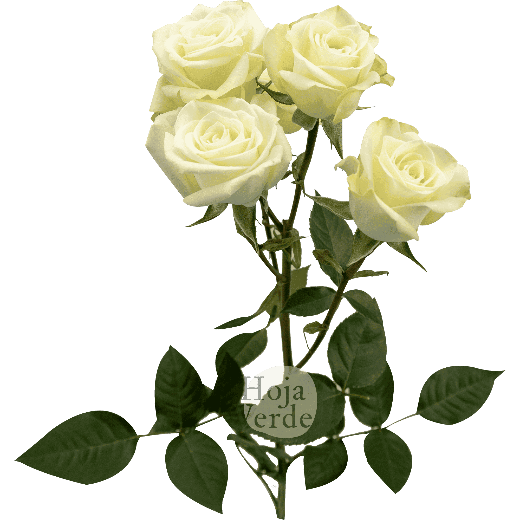 Floreana, premium Ecuadorian pure white tone spray rose by Hoja Verde