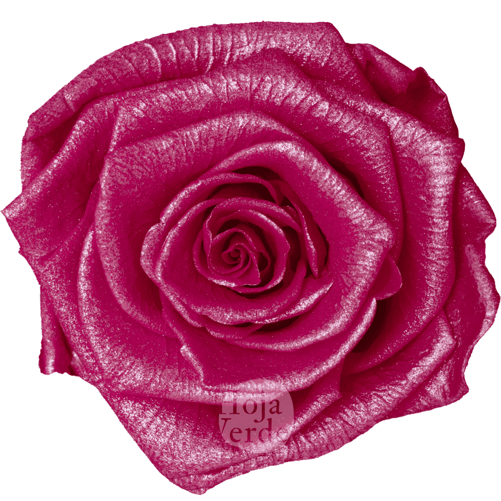 Discover Fuchsia Glow by Hoja Verde, preserved Ecuadorian rose in soft fuchsia pastel