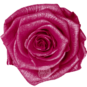 Discover Fuchsia Glow by Hoja Verde, preserved Ecuadorian rose in soft fuchsia pastel