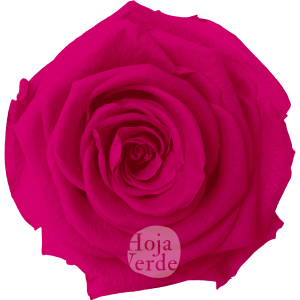 Fuchsia by Hoja Verde, Ecuadorian Preserved & Tinted Rose in vibrant fuchsia