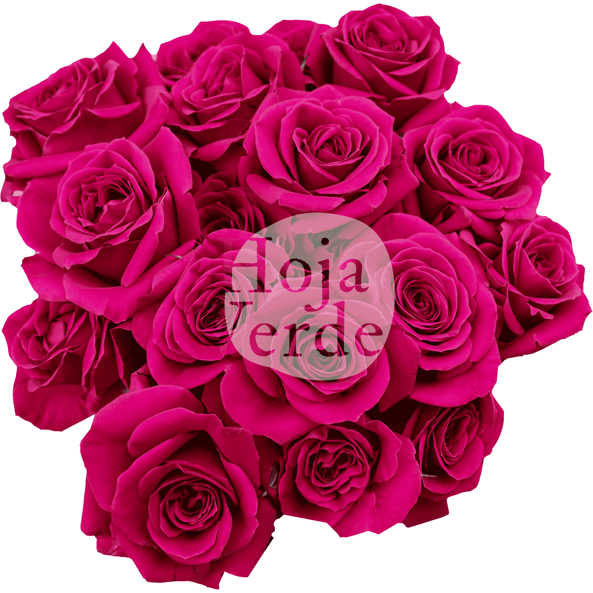 Gem Star by Hoja Verde is a premium Ecuadorian spray rose featuring a vibrant hot pink hue