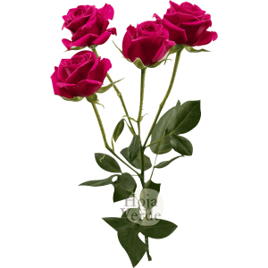 Gem Star by Hoja Verde is a premium Ecuadorian spray rose featuring a vibrant hot pink hue