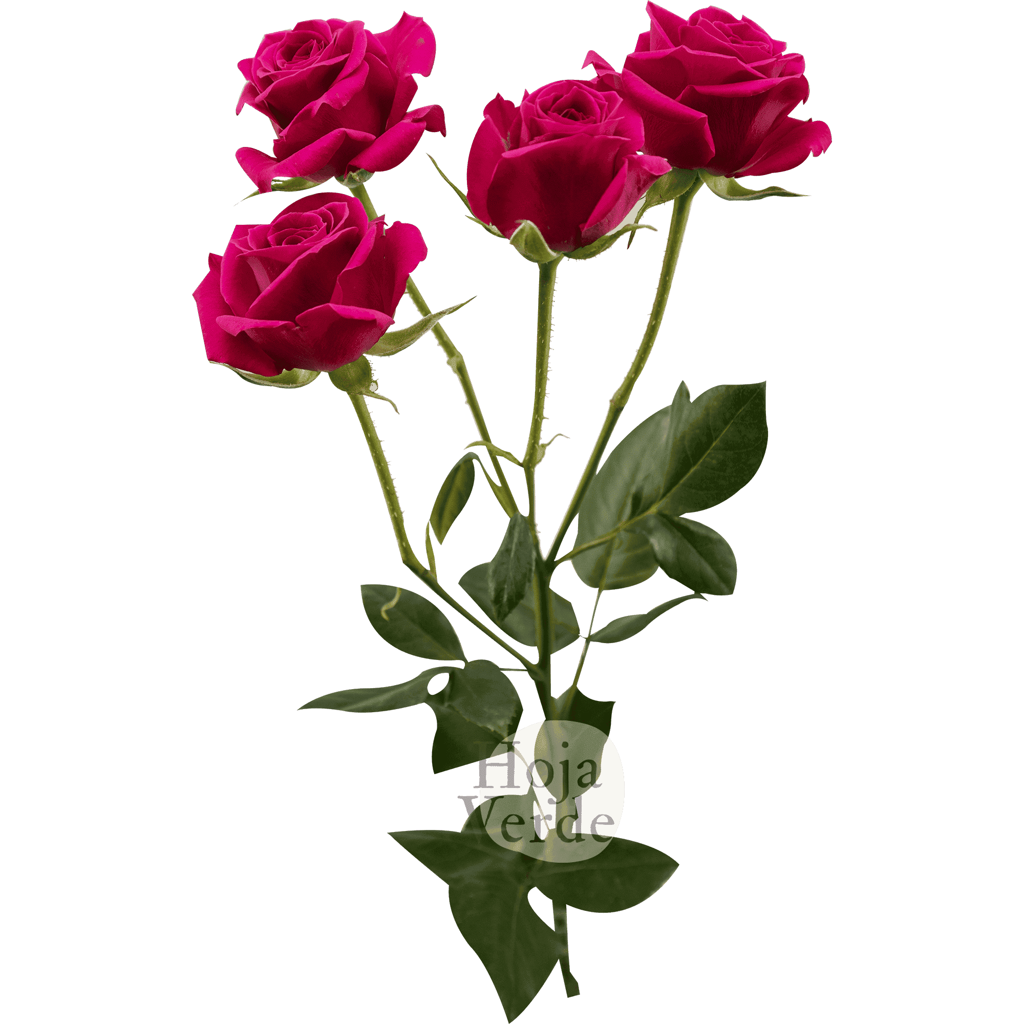 Gem Star by Hoja Verde is a premium Ecuadorian spray rose featuring a vibrant hot pink hue