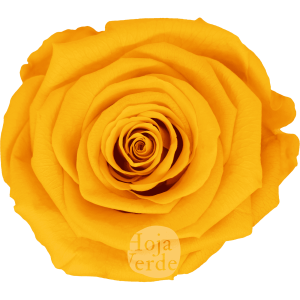 Gold Yellow by Hoja Verde — Ecuadorian Preserved & Tinted Rose in rich gold yellow