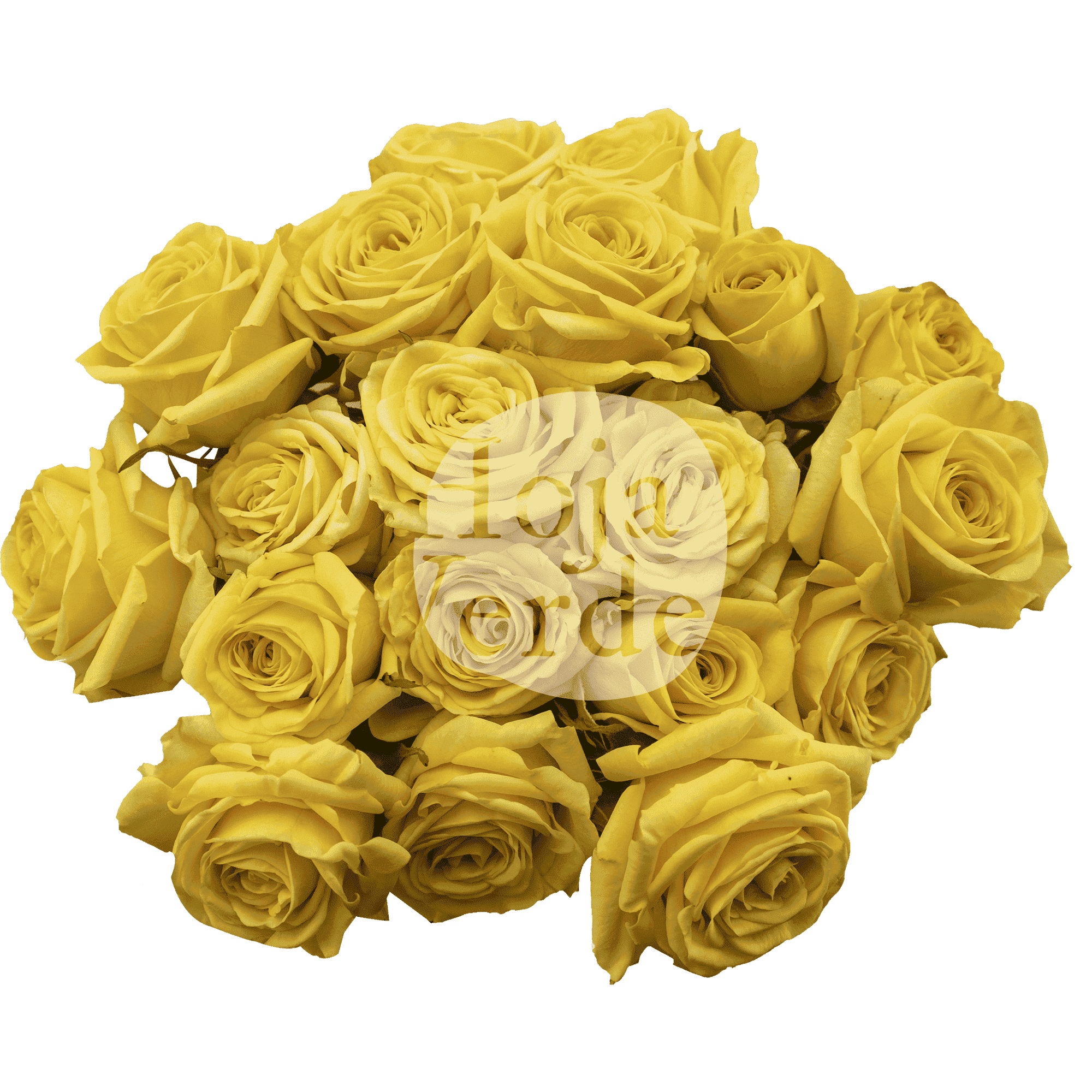 Golden Blossom premium Ecuadorian spray rose by Hoja Verde — bright yellow tone