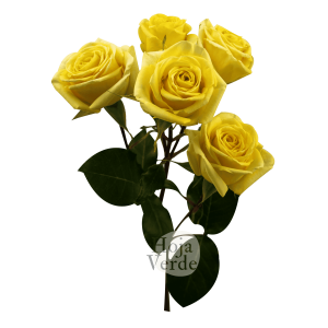 Golden Blossom premium Ecuadorian spray rose by Hoja Verde — bright yellow tone