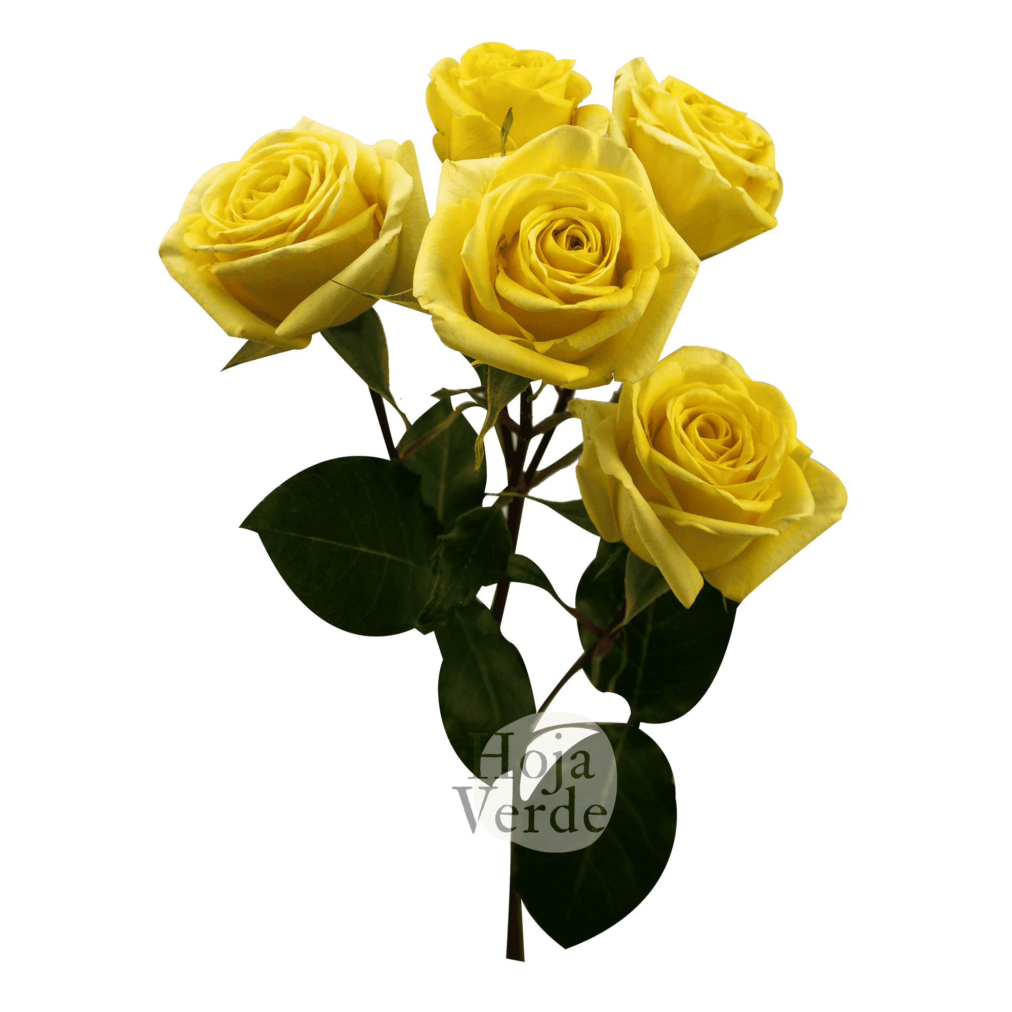 Golden Blossom premium Ecuadorian spray rose by Hoja Verde — bright yellow tone