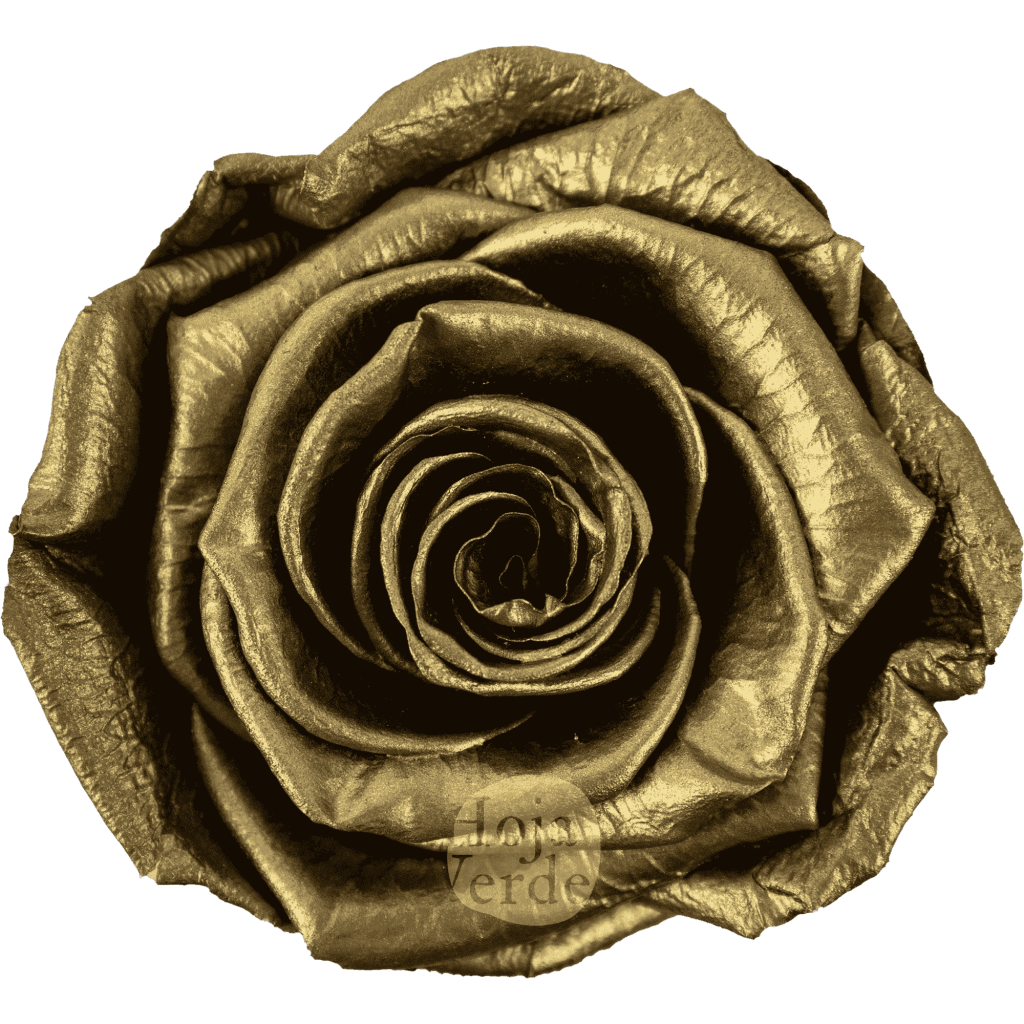 Discover Golden by Hoja Verde, preserved Ecuadorian rose painted with a metallic golden finish