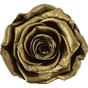Discover Golden by Hoja Verde, preserved Ecuadorian rose painted with a metallic golden finish