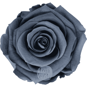 Graphite by Hoja Verde, Ecuadorian Preserved & Tinted Rose in graphite gray