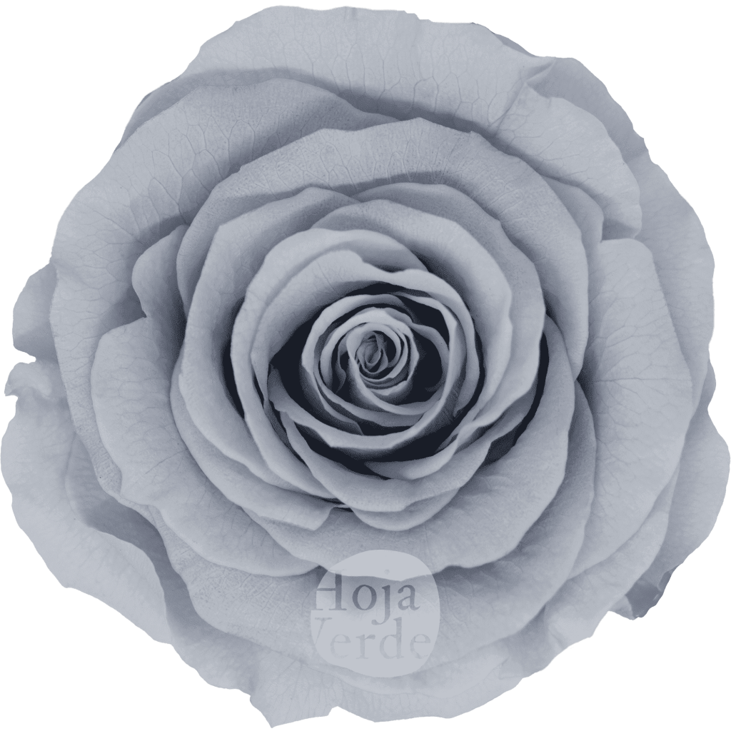 Discover Gray by Hoja Verde, preserved and tinted Ecuadorian rose in an elegant pastel gray tone