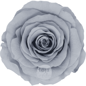 Discover Gray by Hoja Verde, preserved and tinted Ecuadorian rose in an elegant pastel gray tone