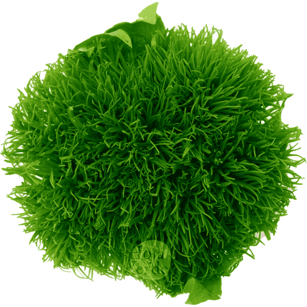Hoja Verde preserved Green Ball from Ecuador