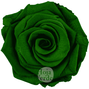 Green by Hoja Verde, Ecuadorian Preserved & Tinted Rose in dark green