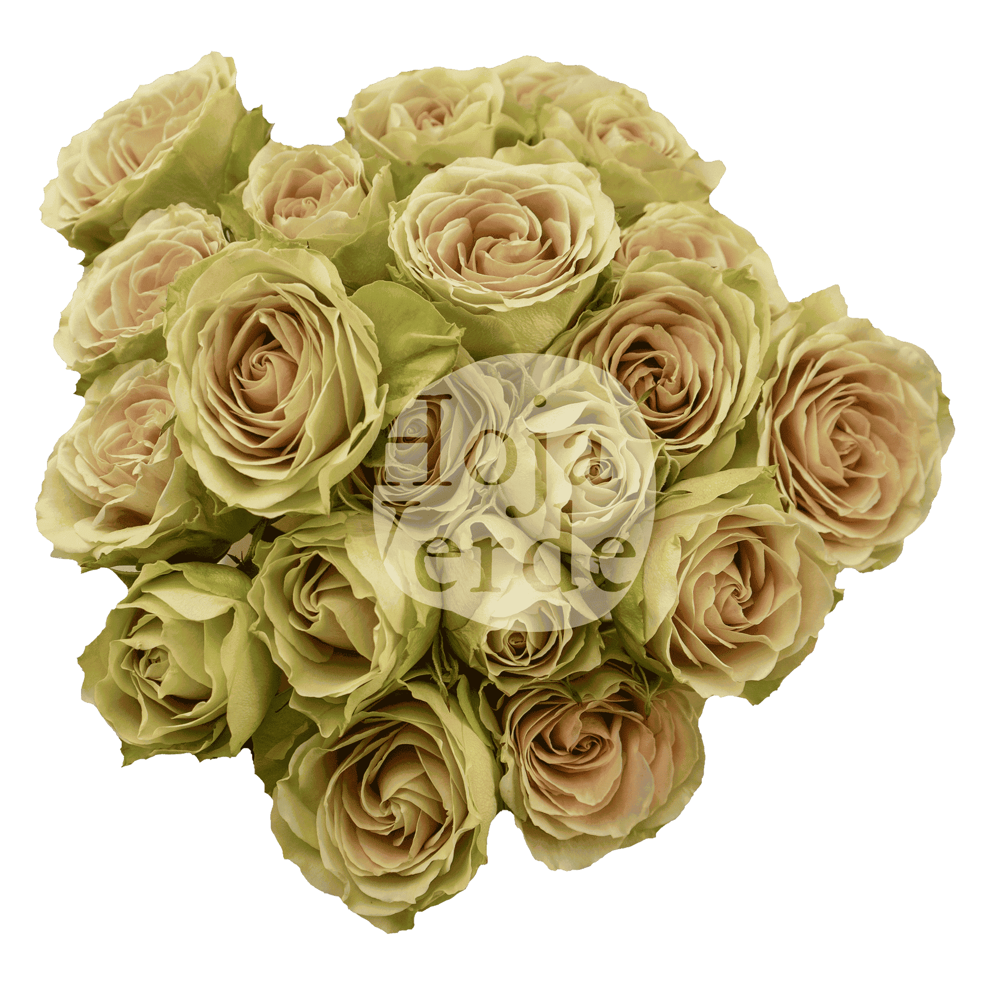 Green Rose Ever, light tea green tone with soft blush pink Ecuadorian spray rose by Hoja Verde