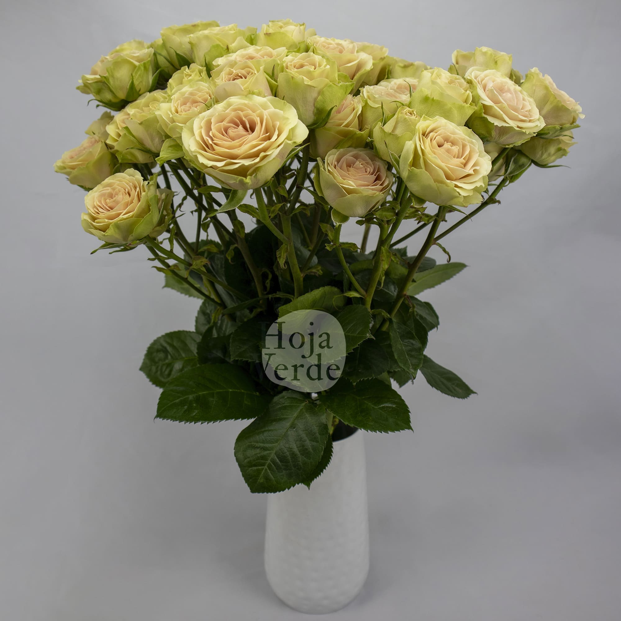 Green Rose Ever, light tea green tone with soft blush pink Ecuadorian spray rose by Hoja Verde
