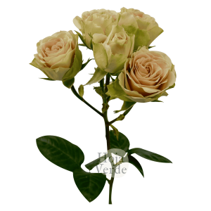 Green Rose Ever, light tea green tone with soft blush pink Ecuadorian spray rose by Hoja Verde