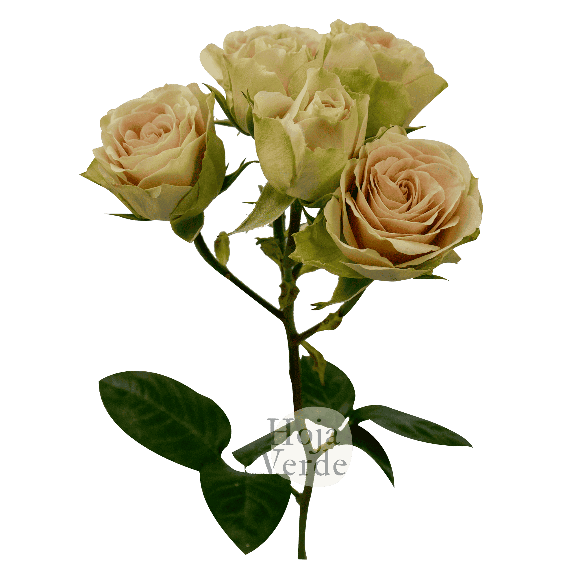 Green Rose Ever, light tea green tone with soft blush pink Ecuadorian spray rose by Hoja Verde