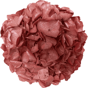 Hoja Verde preserved Hydrangea from Ecuador