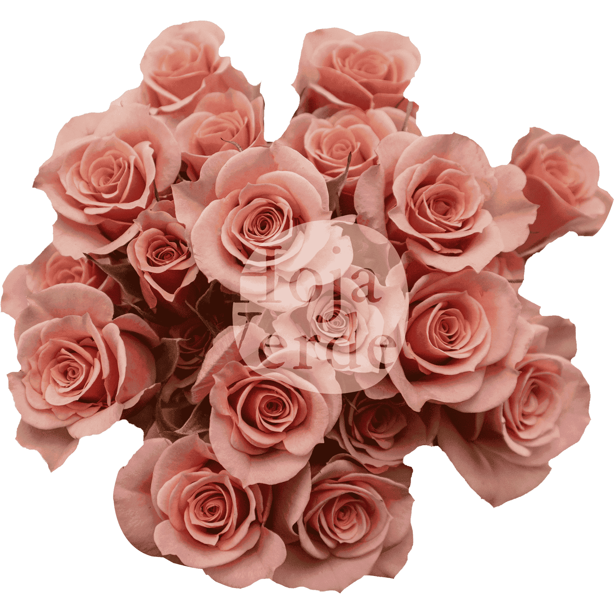 Ilse, Ecuadorian soft pink spray rose by Hoja Verde
