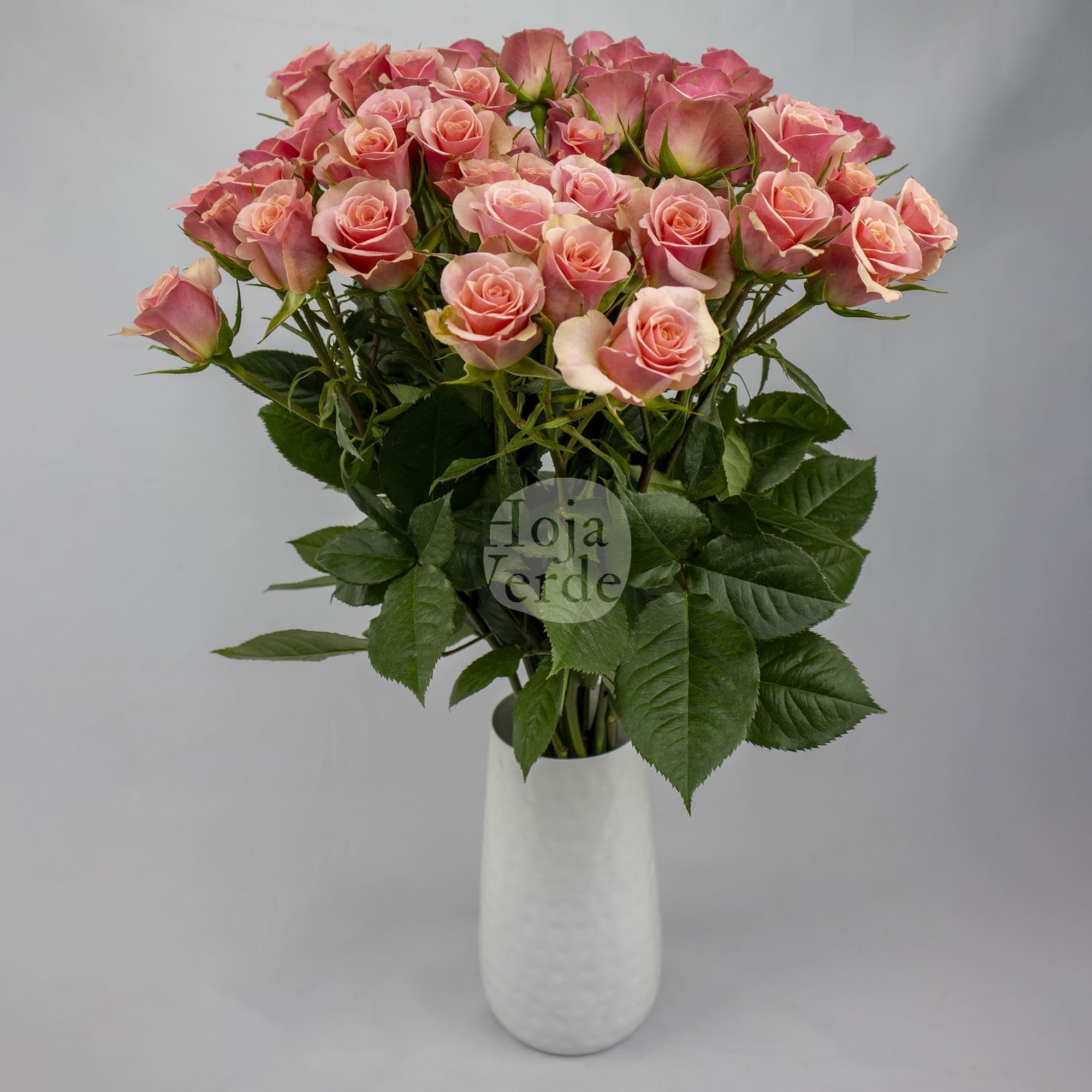 Ilse, Ecuadorian soft pink spray rose by Hoja Verde