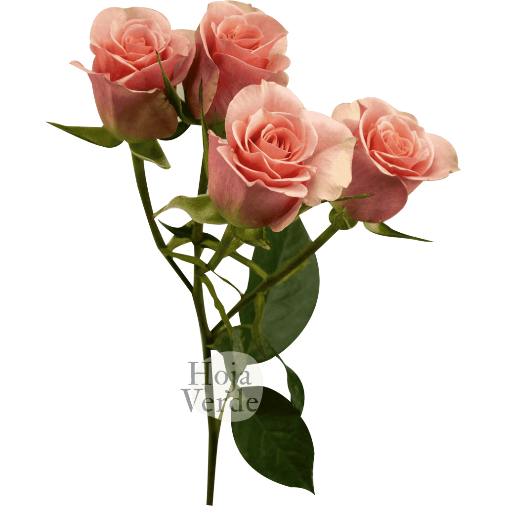 Ilse, Ecuadorian soft pink spray rose by Hoja Verde